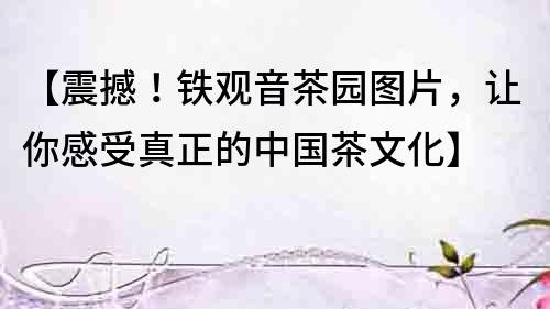 【震撼！鐵觀音茶園圖片，讓你感受真正的中國茶文化】