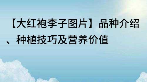 【大紅袍李子圖片】品種介紹、種植技巧及營(yíng)養(yǎng)價(jià)值