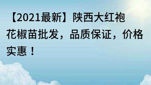 【2022最新】陜西大紅袍花椒苗批發，品質保證，價格實惠！