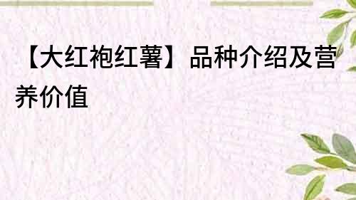 【大紅袍紅薯】品種介紹及營養價值