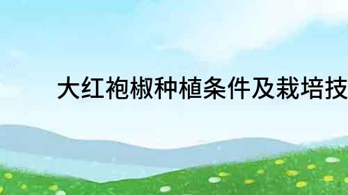 大紅袍椒種植條件及栽培技巧