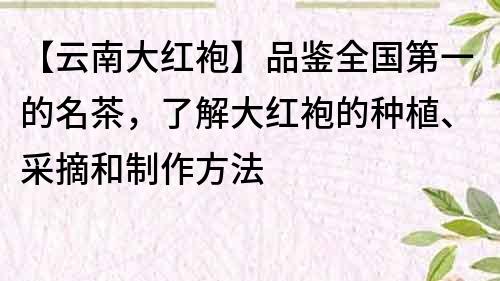 【云南大紅袍】品鑒全國第一的名茶，了解大紅袍的種植、采摘和制作方法
