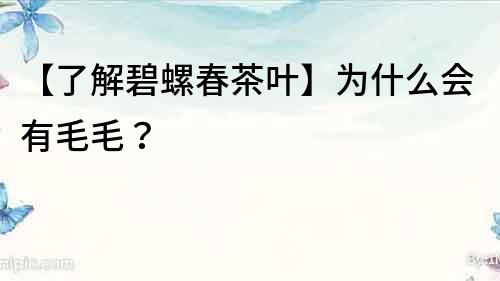 【了解碧螺春茶葉】為什么會(huì)有毛毛？