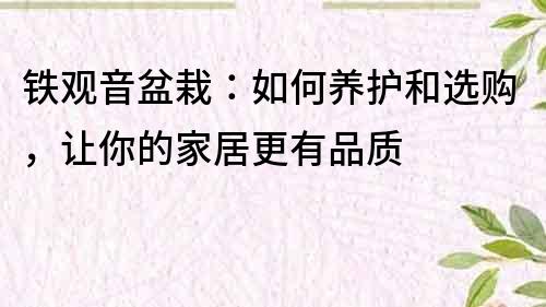鐵觀音盆栽：如何養護和選購，讓你的家居更有品質