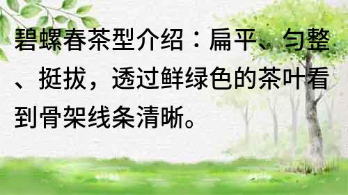 碧螺春茶型介紹：扁平、勻整、挺拔，透過鮮綠色的茶葉看到骨架線條清晰。