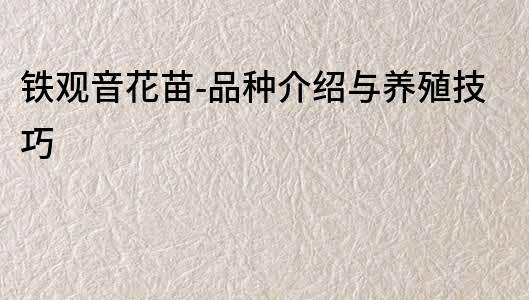 鐵觀音花苗-品種介紹與養(yǎng)殖技巧