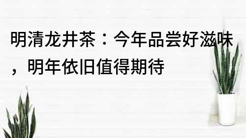 明清龍井茶：今年品嘗好滋味，明年依舊值得期待