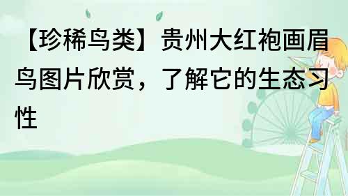 【珍稀鳥類】貴州大紅袍畫眉鳥圖片欣賞，了解它的生態(tài)習(xí)性