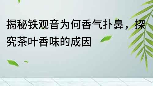 揭秘鐵觀音為何香氣撲鼻，探究茶葉香味的成因