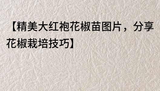 【精美大紅袍花椒苗圖片，分享花椒栽培技巧】