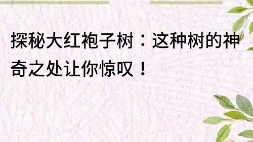 探秘大紅袍子樹：這種樹的神奇之處讓你驚嘆！