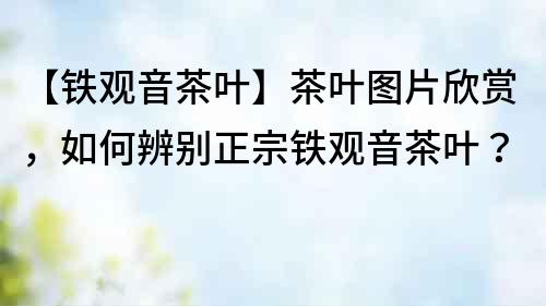 【鐵觀音茶葉】茶葉圖片欣賞，如何辨別正宗鐵觀音茶葉？