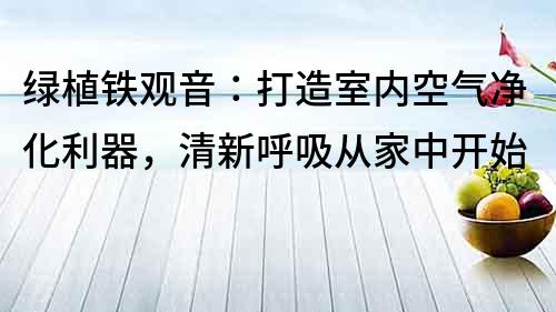 綠植鐵觀音：打造室內空氣凈化利器，清新呼吸從家中開始