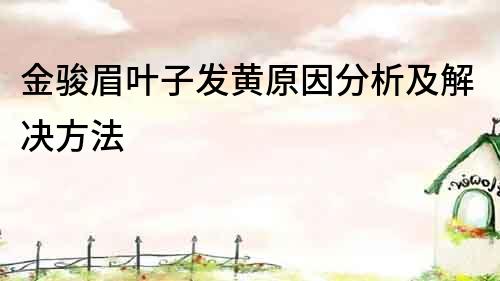 金駿眉葉子發黃原因分析及解決方法