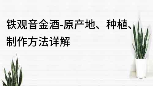 鐵觀音金酒-原產(chǎn)地、種植、制作方法詳解