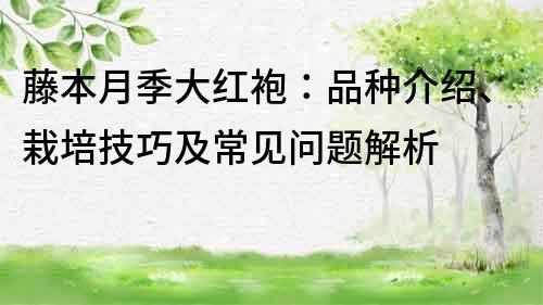 藤本月季大紅袍：品種介紹、栽培技巧及常見問題解析