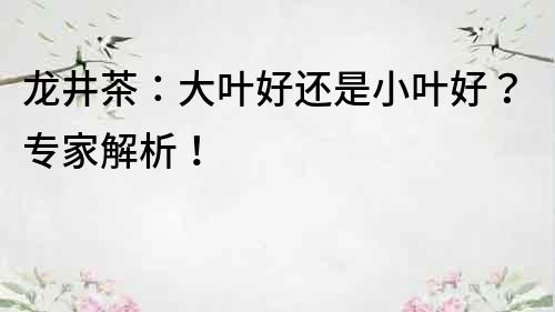 龍井茶：大葉好還是小葉好？專家解析！