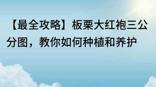 【最全攻略】板栗大紅袍三公分圖，教你如何種植和養護