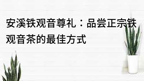安溪鐵觀音尊禮：品嘗正宗鐵觀音茶的最佳方式