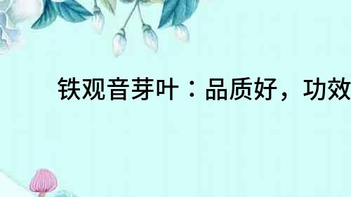 鐵觀音芽葉：品質好，功效佳