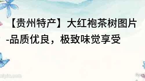 【貴州特產(chǎn)】大紅袍茶樹(shù)圖片-品質(zhì)優(yōu)良，極致味覺(jué)享受