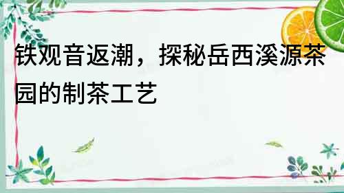 鐵觀音返潮，探秘岳西溪源茶園的制茶工藝