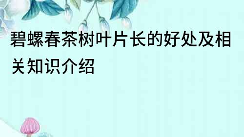 碧螺春茶樹(shù)葉片長(zhǎng)的好處及相關(guān)知識(shí)介紹