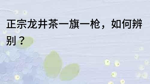 正宗龍井茶一旗一槍，如何辨別？