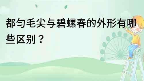 都勻毛尖與碧螺春的外形有哪些區別？