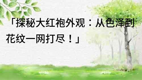 「探秘大紅袍外觀：從色澤到花紋一網打盡！」