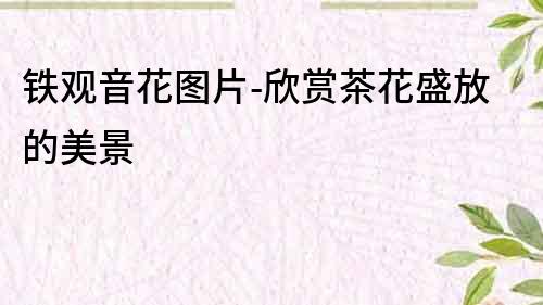鐵觀音花圖片-欣賞茶花盛放的美景