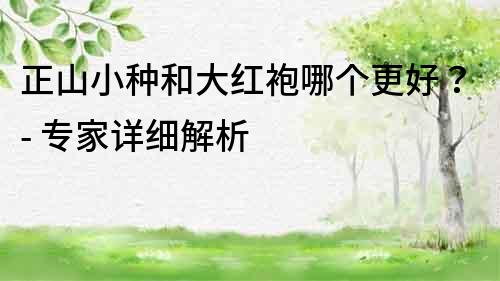 正山小種和大紅袍哪個更好？- 專家詳細解析