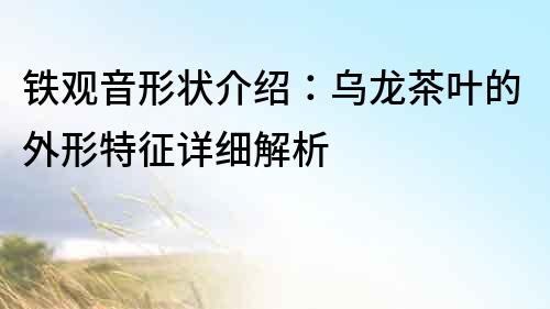 鐵觀音形狀介紹：烏龍茶葉的外形特征詳細解析