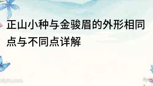 正山小種與金駿眉的外形相同點與不同點詳解