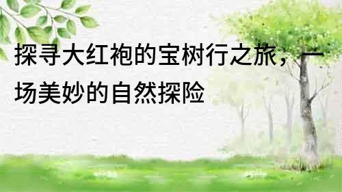 探尋大紅袍的寶樹行之旅，一場美妙的自然探險