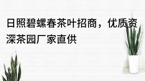 日照碧螺春茶葉招商，優質資深茶園廠家直供