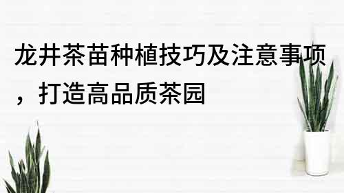 龍井茶苗種植技巧及注意事項(xiàng)，打造高品質(zhì)茶園