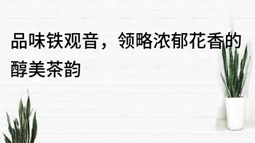 品味鐵觀音，領略濃郁花香的醇美茶韻