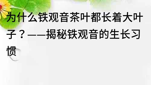 為什么鐵觀音茶葉都長著大葉子？——揭秘鐵觀音的生長習慣