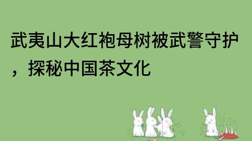 武夷山大紅袍母樹被武警守護，探秘中國茶文化