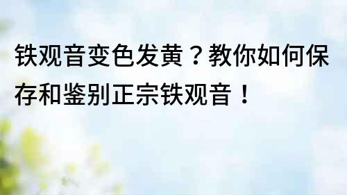 鐵觀音變色發黃？教你如何保存和鑒別正宗鐵觀音！