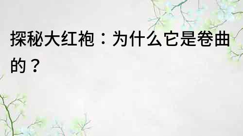 探秘大紅袍：為什么它是卷曲的？