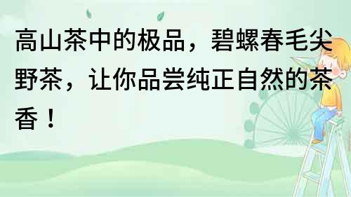 高山茶中的極品，碧螺春毛尖野茶，讓你品嘗純正自然的茶香！
