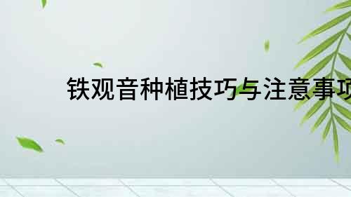 鐵觀音種植技巧與注意事項