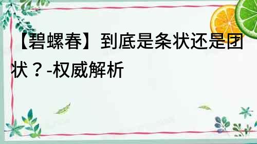 【碧螺春】到底是條狀還是團(tuán)狀？-權(quán)威解析