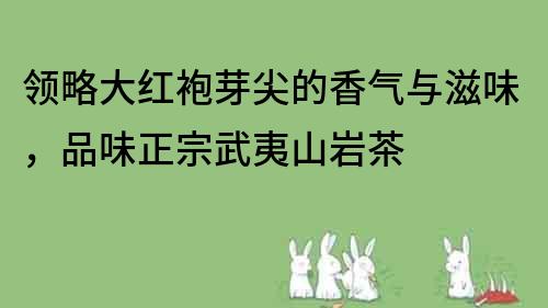 領(lǐng)略大紅袍芽尖的香氣與滋味，品味正宗武夷山巖茶