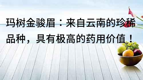 瑪樹金駿眉：來自云南的珍稀品種，具有極高的藥用價值！