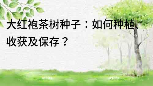 大紅袍茶樹種子：如何種植、收獲及保存？