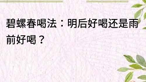 碧螺春喝法：明后好喝還是雨前好喝？