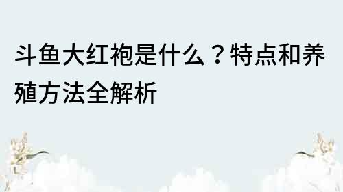 斗魚(yú)大紅袍是什么？特點(diǎn)和養(yǎng)殖方法全解析